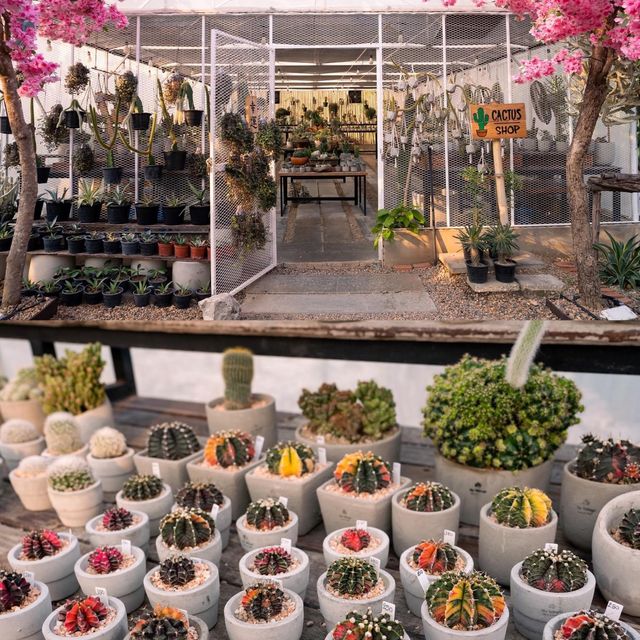 Chan nature cafe’