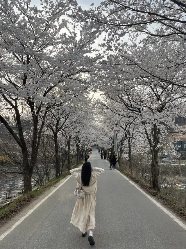 세상에서 가장 긴 벚꽃길 “대청호 벚꽃” 평일에도 사람 가득 ..