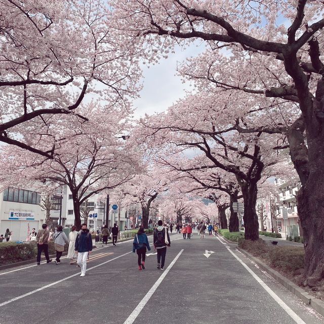 4年ぶりのひたちさくらまつり🌸