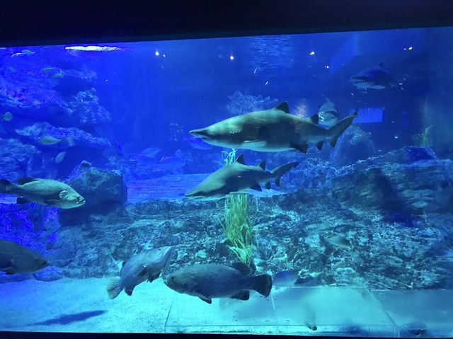 부산 해운대 씨라이프 아쿠아리움🐠