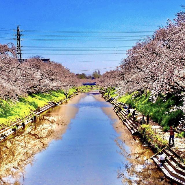 新境川　桜並木