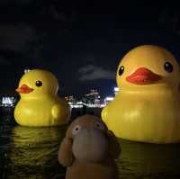 Yellow Ducks are back to Hong Kong 🐤🐤