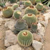 ATOK BENGUET IS A SUCCULENTS CITY