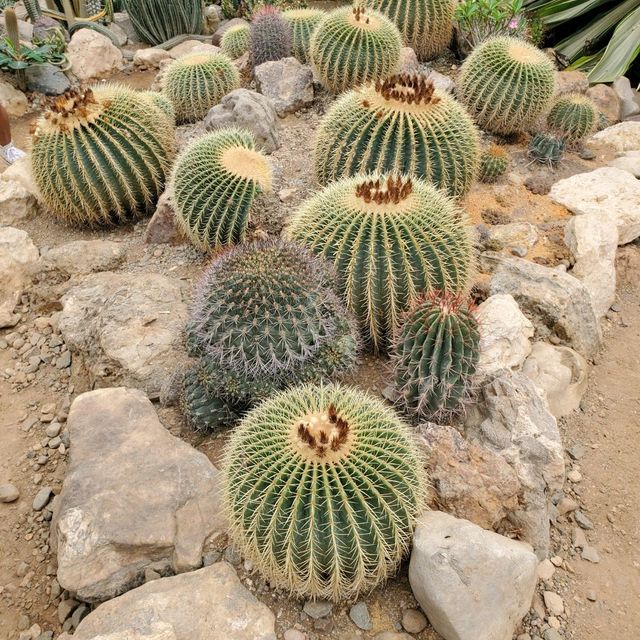 ATOK BENGUET IS A SUCCULENTS CITY