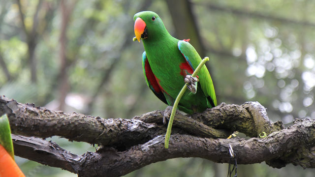  Singapore Zoo - The wild animals 