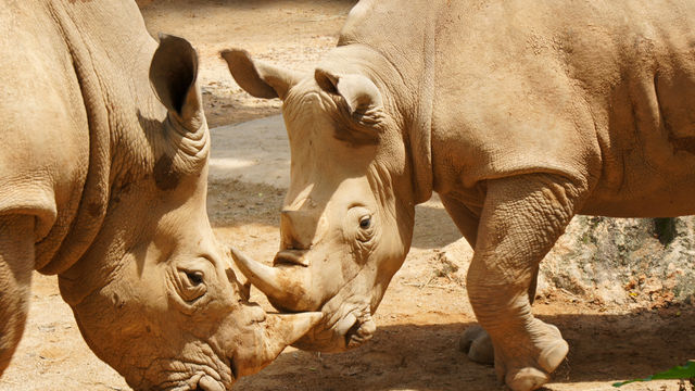  Singapore Zoo - The wild animals 