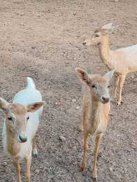 和可愛的長頸鹿來一次親密接觸🦒泰國野生動物園旅遊