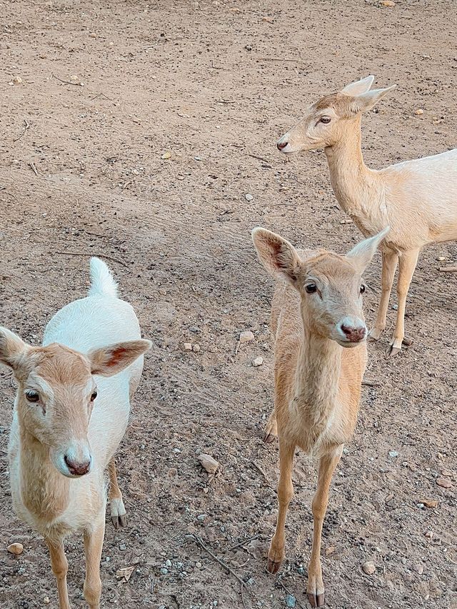 和可愛的長頸鹿來一次親密接觸🦒泰國野生動物園旅遊