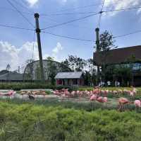 近距離接觸翱翔天際的飛鳥 | 新加坡飛禽公園