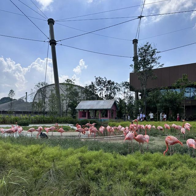 近距離接觸翱翔天際的飛鳥 | 新加坡飛禽公園