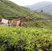 Breathtaking Tea Plantation