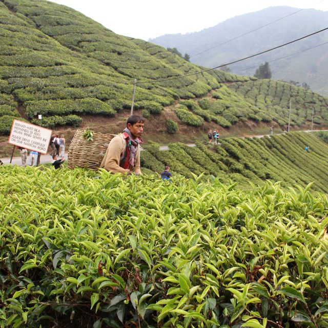 Breathtaking Tea Plantation