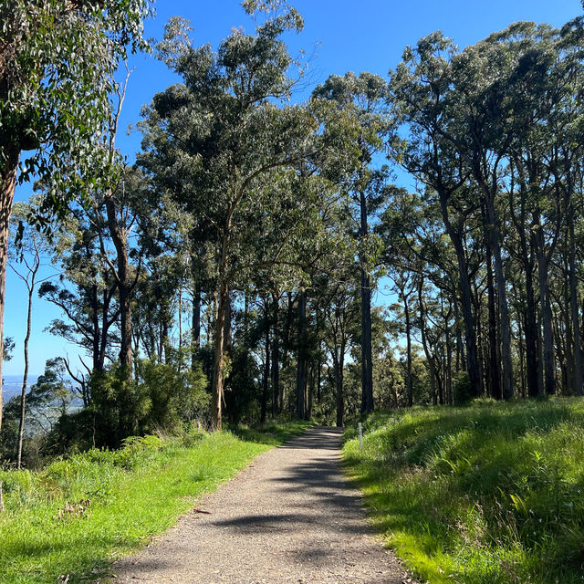 พาเดินป่าที่ Dandenong rages national park 🌳