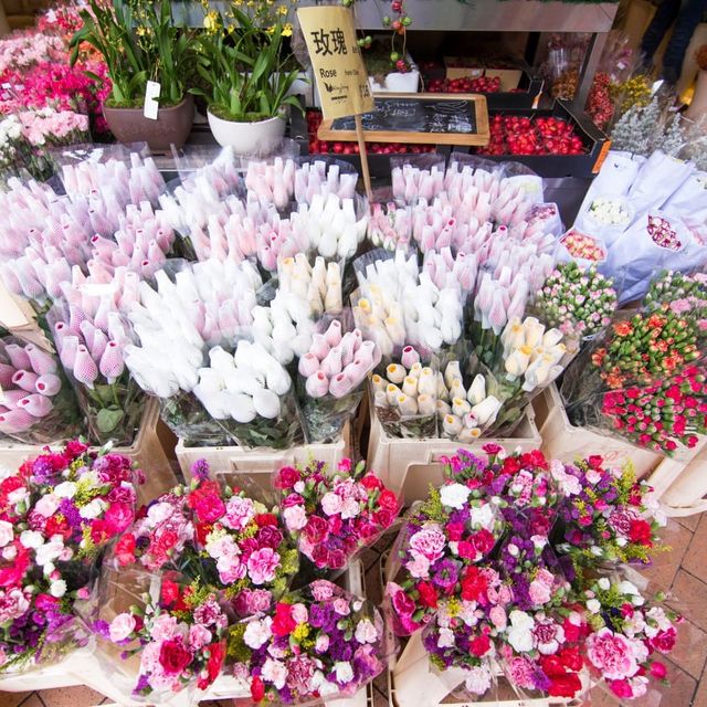 Unique Quirky Plants at Mongkok Flower Market