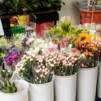 Unique Quirky Plants at Mongkok Flower Market