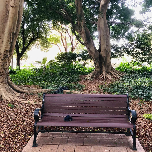 澳洲雪梨🇦🇺 海德公園Hyde Park Sydney🌳🍃