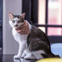 Purrfect Day at The Cat Cafe SG