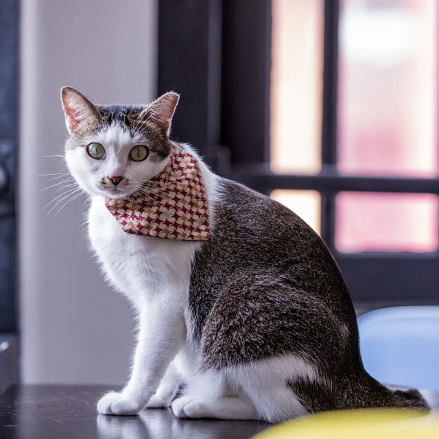 Purrfect Day at The Cat Cafe SG