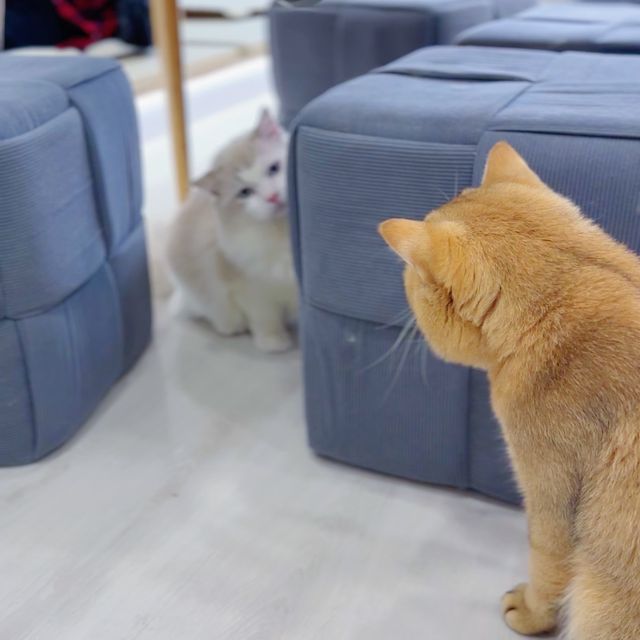 無限時平價玩貓好地方—貓啡尾食