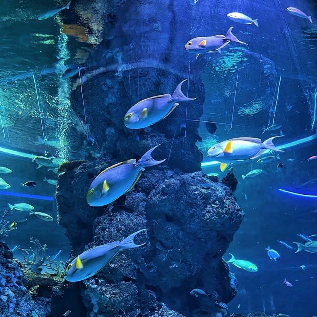 Fasinating & educational aquarium tour!