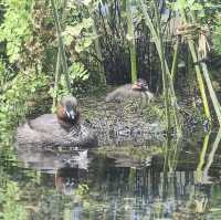 Inokashira Park Zoo