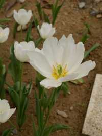 大埔小白鷺湖，鬱金香花園 