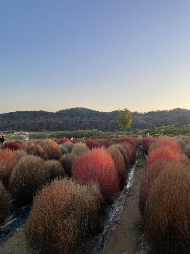 바다에 들어온 것 같은 공원 "임진강 댑싸리 공원"🌿
