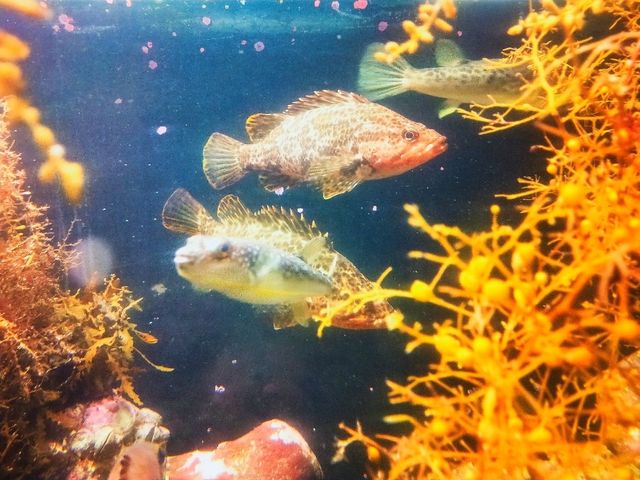 Notojima aquarium 