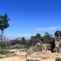 Talonga Zoo to meet Koala and Kangaroo!