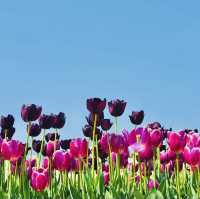 Tulip season in Korea