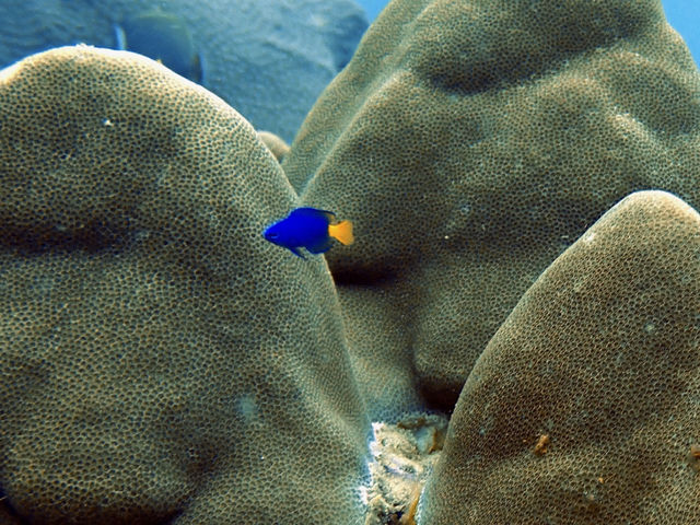 泰國布吉島潛水