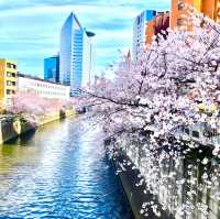 【目黒川の桜/目黒区】約4kmに及ぶ桜並木でゆったりお花見