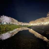 夜の川に映り込む桜のリフレクションが素敵