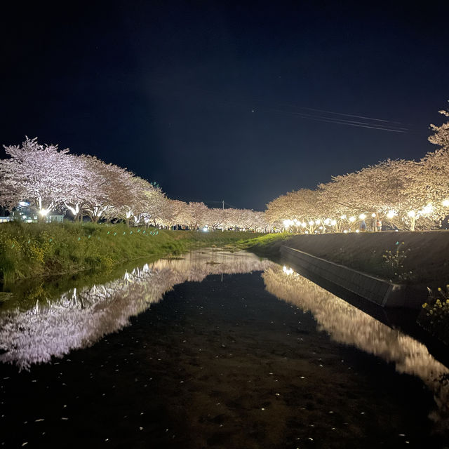 夜の川に映り込む桜のリフレクションが素敵