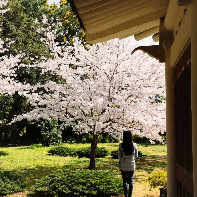 One of the cherry blossom spots! Jeju Samseonghyeol.