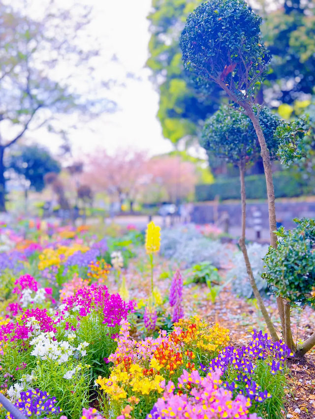 【東京】東京タワーも見れちゃう🤍千鳥ヶ淵でお花見さんぽ