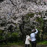 ซากุระชมพูอ่อน สวน Nishi park