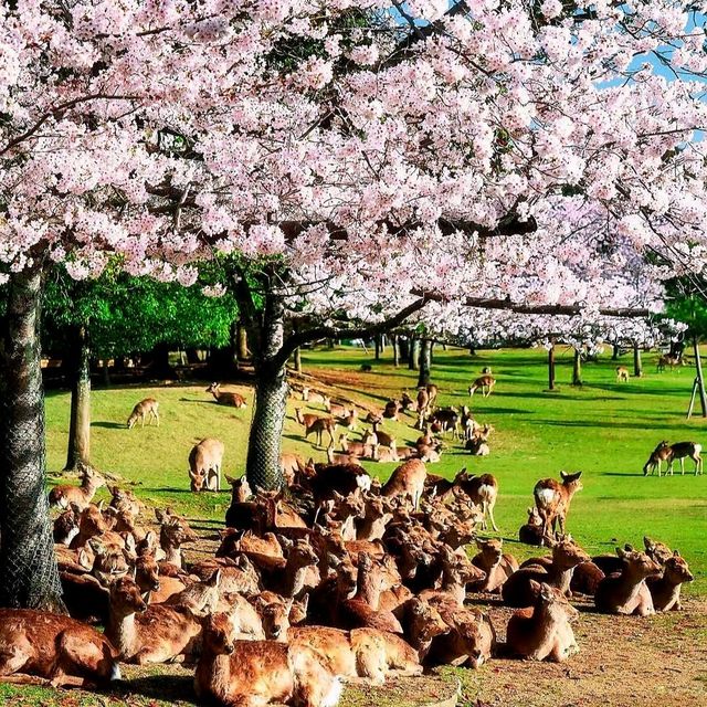 日本奈良公園