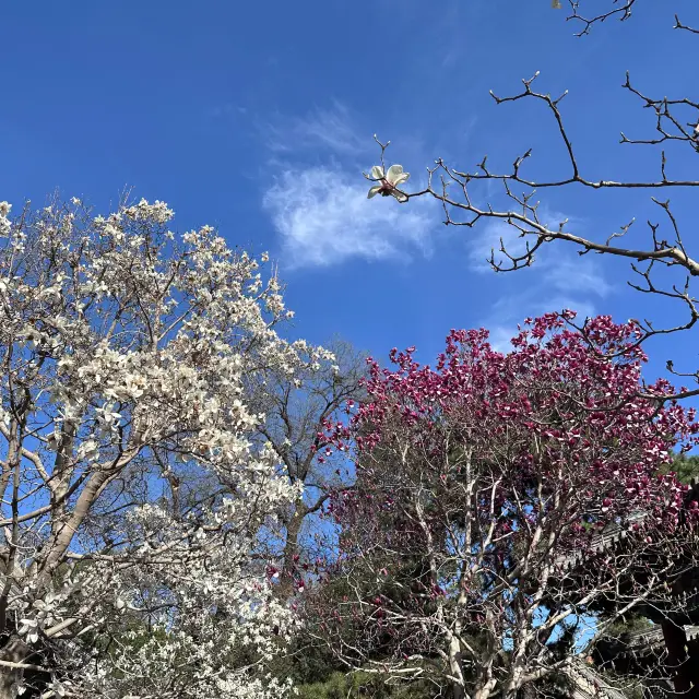 北京頤和園三月風景秀麗天氣不冷不熱⋯⋯花開富貴！好舒服和值得一去