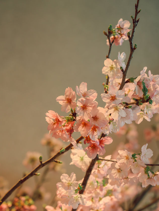 東京｜酒店大堂的櫻花 優雅浪漫🌸