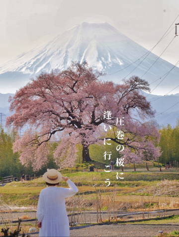 圧巻のわに塚の一本桜🌸×富士山🏔 | Trip.com 韮崎