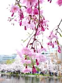 【不忍池/東京都】大きな池と桜の絶景スポット