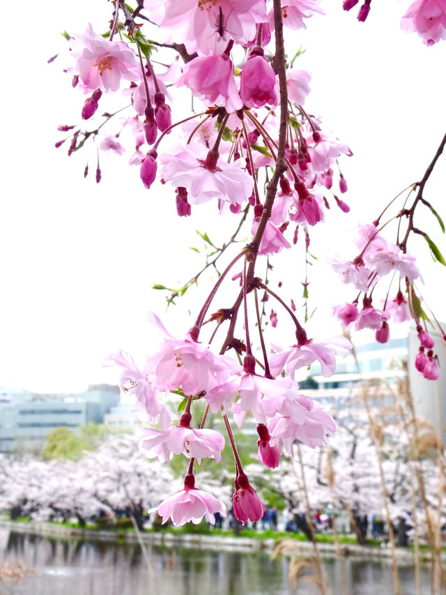 【不忍池/東京都】大きな池と桜の絶景スポット