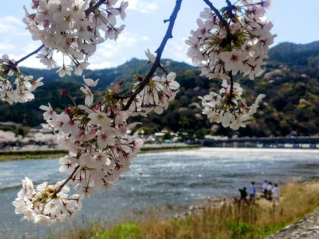 🌸京都嵐山渡月橋：櫻花盛開，春日京都的象徵