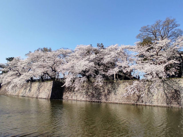 Sakura season in Shibata castle 🌸