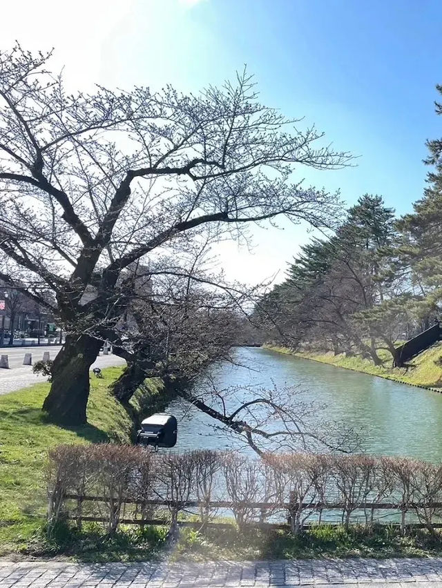 🌸弘前公園：春季賞櫻，美不勝收🌸