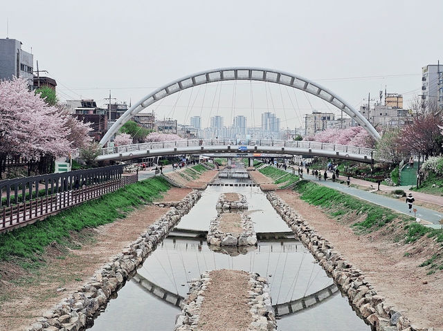 「首爾恩平區Bulgwangcheon櫻花節：春天美麗活力，4月初」