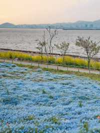 Osaka Maishima Seaside Park ทุ่งดอกเนโมฟีลาโอซาก้า