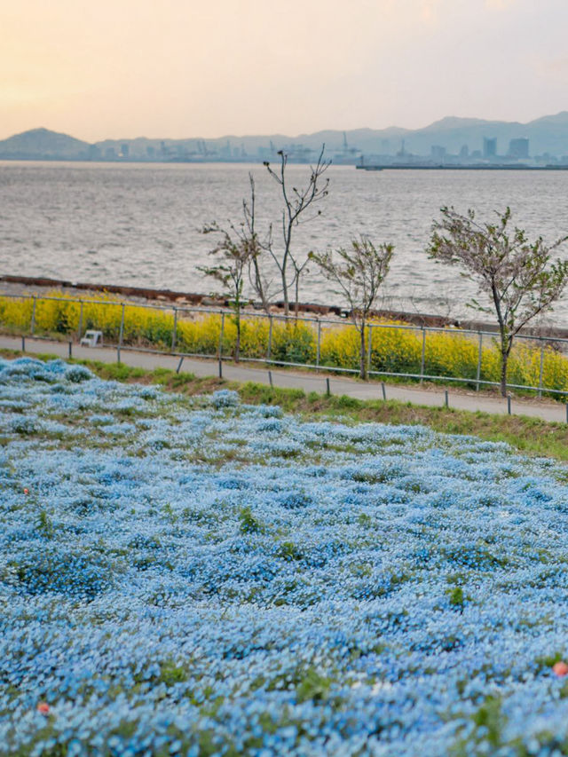 Osaka Maishima Seaside Park ทุ่งดอกเนโมฟีลาโอซาก้า