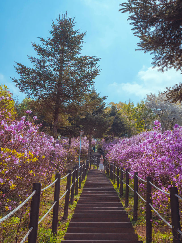 봄이되면 보라빛 진달래 꽃 동산에서 벚꽃나무를 함께 볼 수 있는 이곳은“부천 원미진달래동산“ 